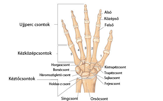 csuklócsont fájdalom)