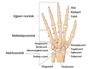 A kéz csontjai kéztő-, kézközép- és ujjperccsontokból állnak