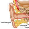 A fül anatómiája