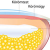 Köröm szerkezete