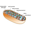 Mitokondrium,Sejt