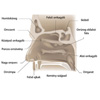 Orr keresztmetszete