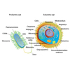 Prokarióta és az eukarióta sejt