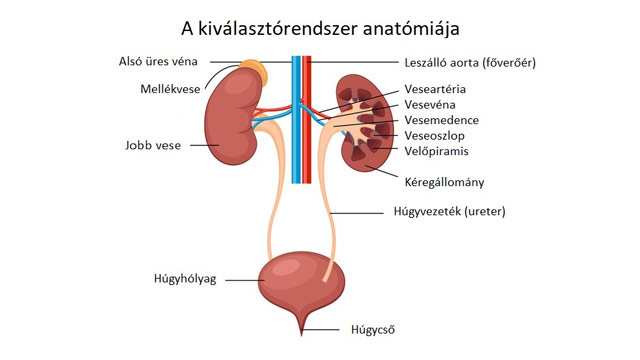 Húgyúti szervek anatómiája