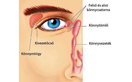 Könnytermelés és könnymirigyek