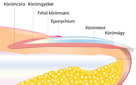 Köröm, körömány anatómia