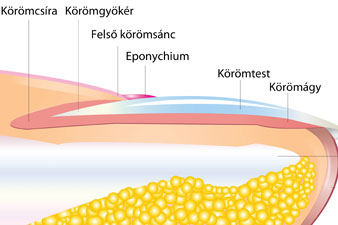 Köröm szerkezete és felépítése