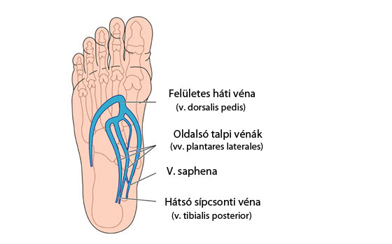 a láb artériák visszér
