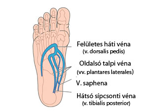 A lábfej vénáinak felépítése