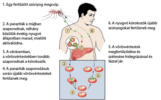 a malária parazita szaporodása Romániában fordul elő ha sok féreg van a szervezetben