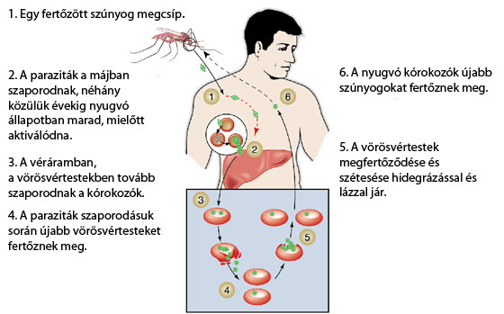 férgek legnépszerűbb gyógyszere