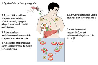 hogyan fogynak a hiv betegek)