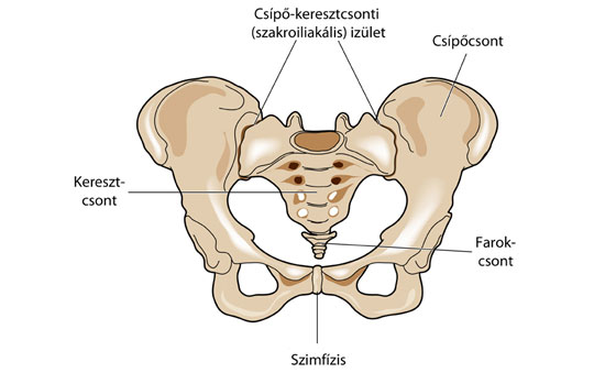 medence csípőízülete fáj