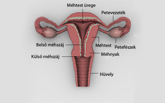 Női nemi szervek anatómia ábra