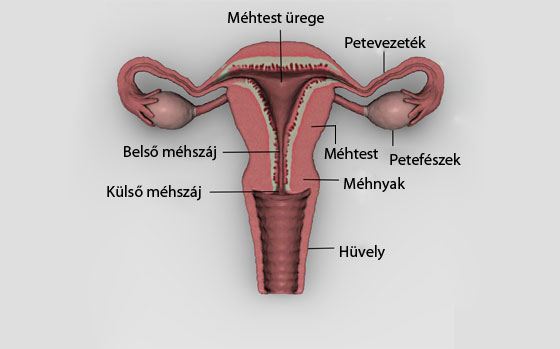 Női nemi szervek fajtái