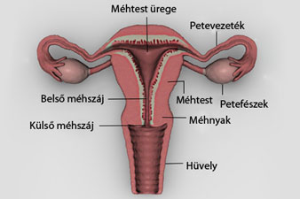 A belső női nemi szervek: hüvely, méh, petefészek