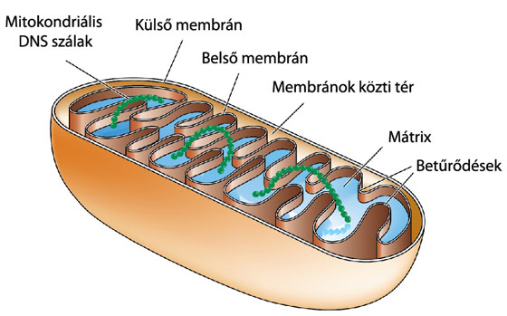 Mitokondriumok felépítése