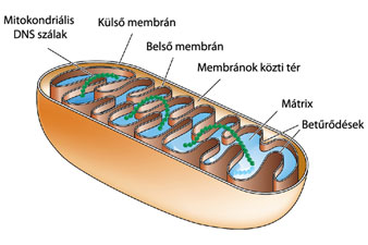 Hogyan épülnek fel a mitokondriumok?