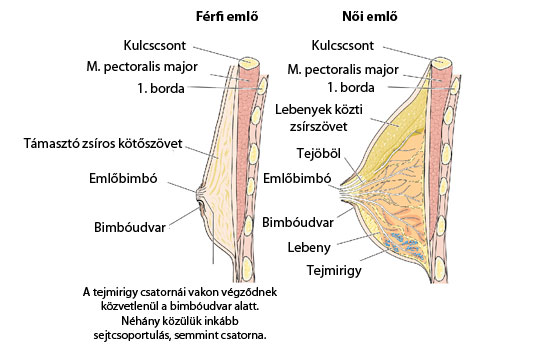 mellizom gyulladás férfiaknál