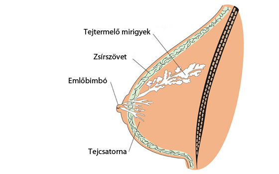 Női mell tejtermelő mirigyek