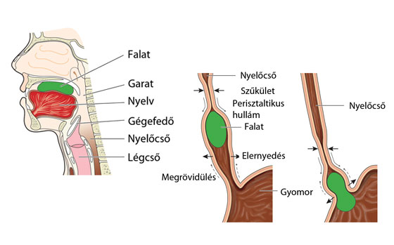 Nyelés ábra