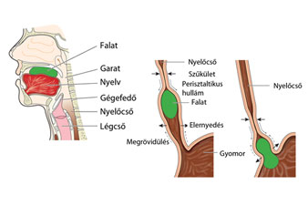 Hogyan zajlik a nyelés folyamata?