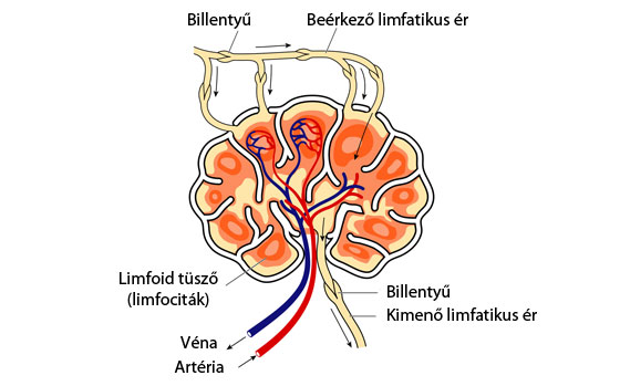 Nyirokcsomó anatómiai szerkezet