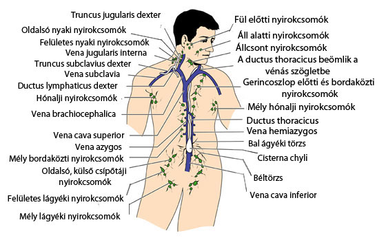 nyirokcsomók ízületeinek gyulladása ízületi gyulladás 5 ujj