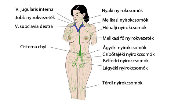 Nyirokkeringés női test