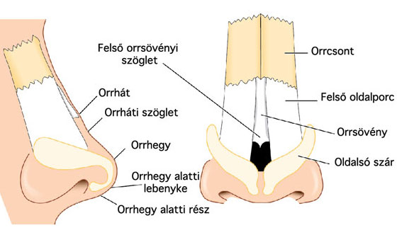 Orr anatómiai ábra