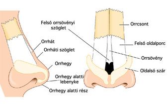 Az orr anatómiája: orrcsont, orrsövény