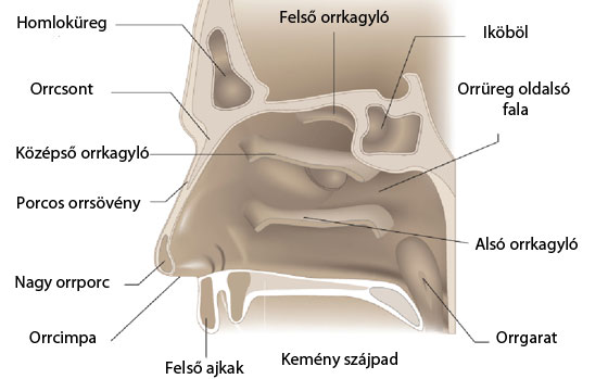 Orrüregek anatómiai ábra