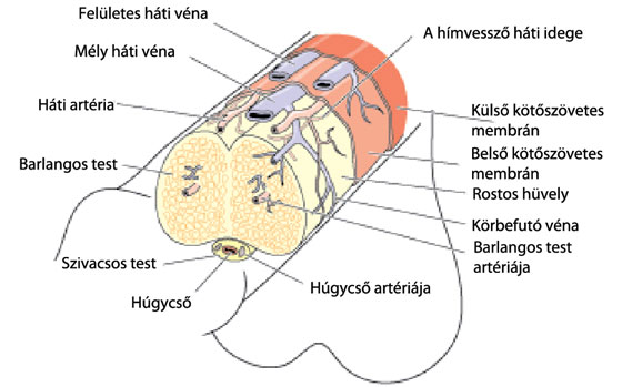Pénisz barlangos testek anatómia