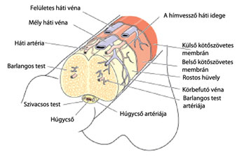 A pénisz nem éri meg a nyomást. Téma szakértője