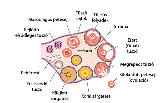 Petesejtek a petefészekben