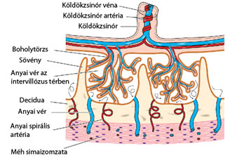 Hogyan épül fel a placenta?