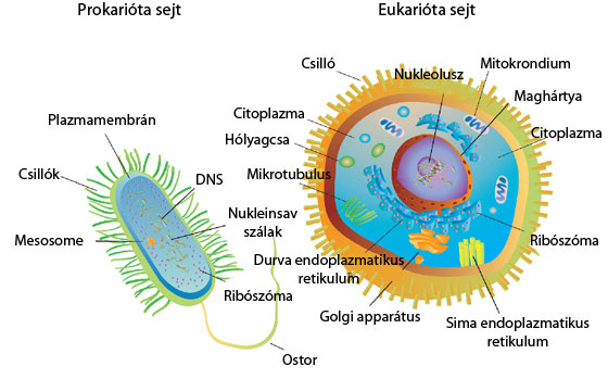 Prokarióta és eukarióta sejtek ábra