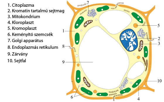 Sejt felépítése