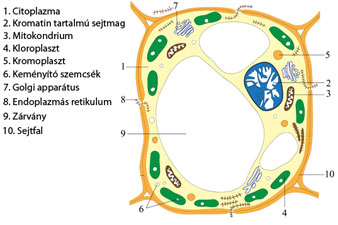 Az eukarióta sejt felépítése