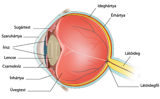 Szemészet szaruhártya szem felépítése, A szem részei – kívül