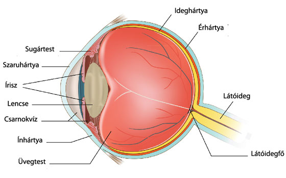 szem részei és feladatai)