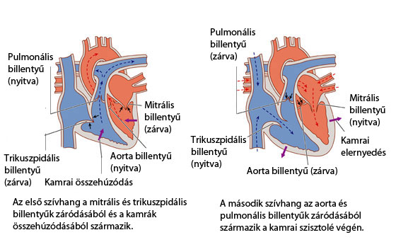 metabolikus szerek magas vérnyomás esetén a legfontosabb video hipertóniáról