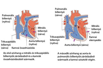A szív működése közben kétféle szívhang hallható
