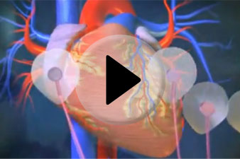 Mit tudunk a szívműködés folyamatáról?