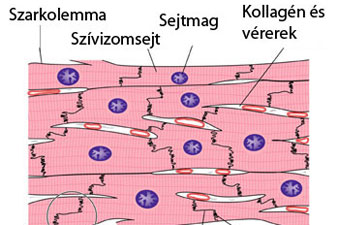 kreatinin és magas vérnyomás