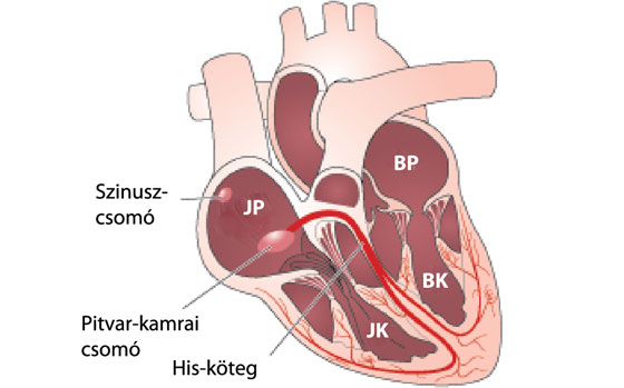 Szívműködés ábra