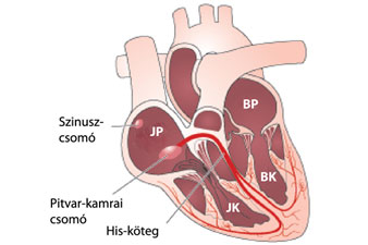 A szív működése, ingerületvezetése