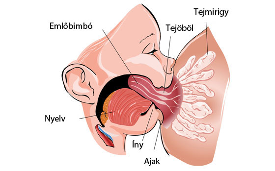 Szoptatás ábra