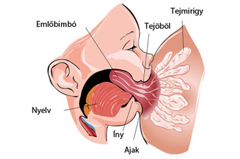 prostatitis a férfiak kezelési gyakorlatokban