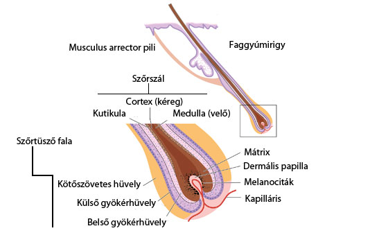 Szőrszál anatómia